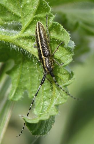 Agapanthia suturalis